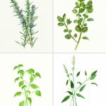 Free Herb Watercolor Printables: Rosemary And Oregano! | Botanica   Free Printable Pictures Of Herbs