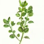 Free Herb Watercolor Printables: Rosemary And Oregano!   The   Free Printable Pictures Of Herbs