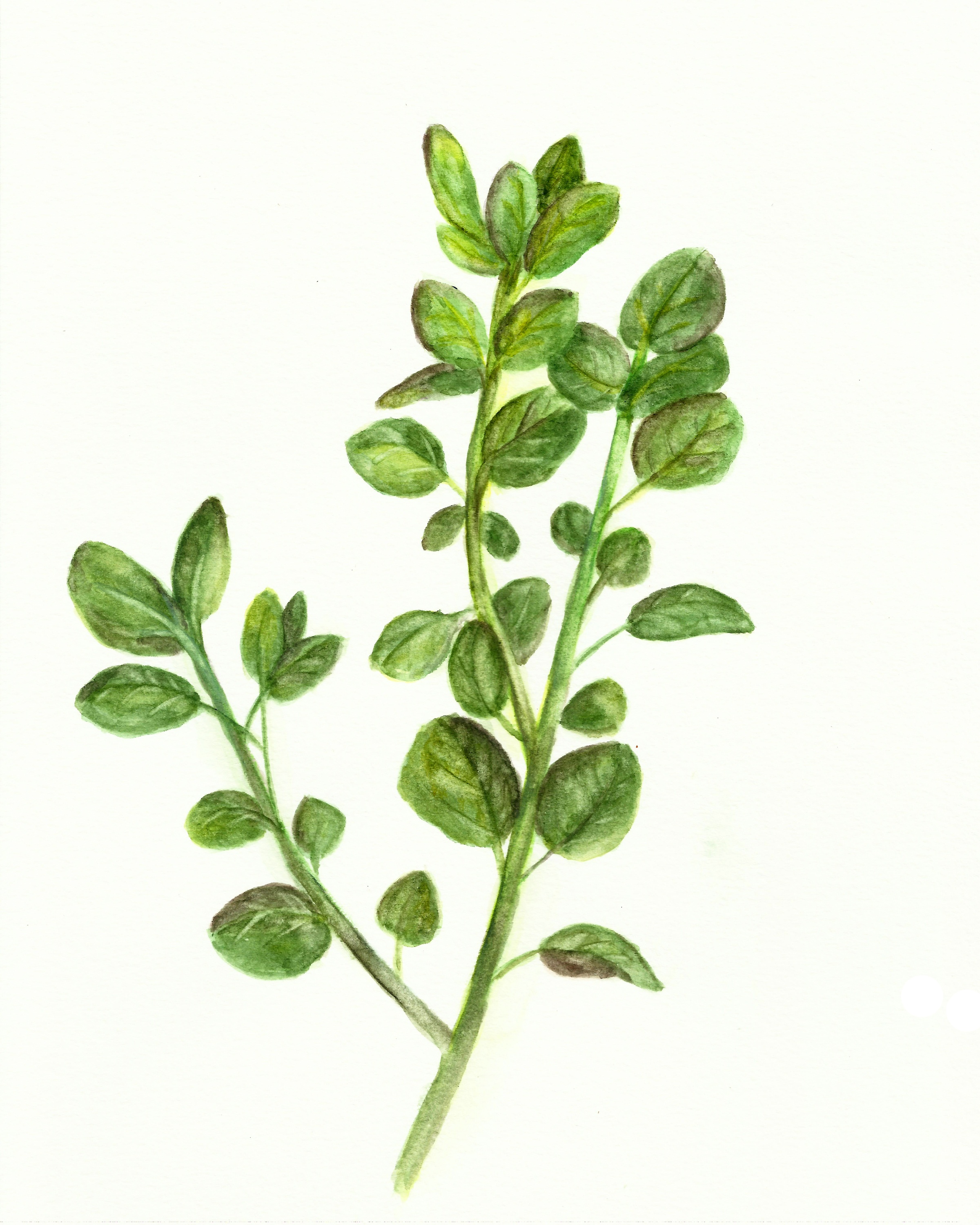 Free Herb Watercolor Printables: Rosemary And Oregano! - The - Free Printable Pictures Of Herbs