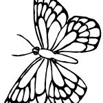 Free Monarch Butterfly Template, Download Free Clip Art, Free Clip   Free Printable Butterfly Template