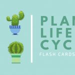 Free Online Flashcard Maker: Design Custom Flashcards   Canva   Free Printable Flash Card Maker
