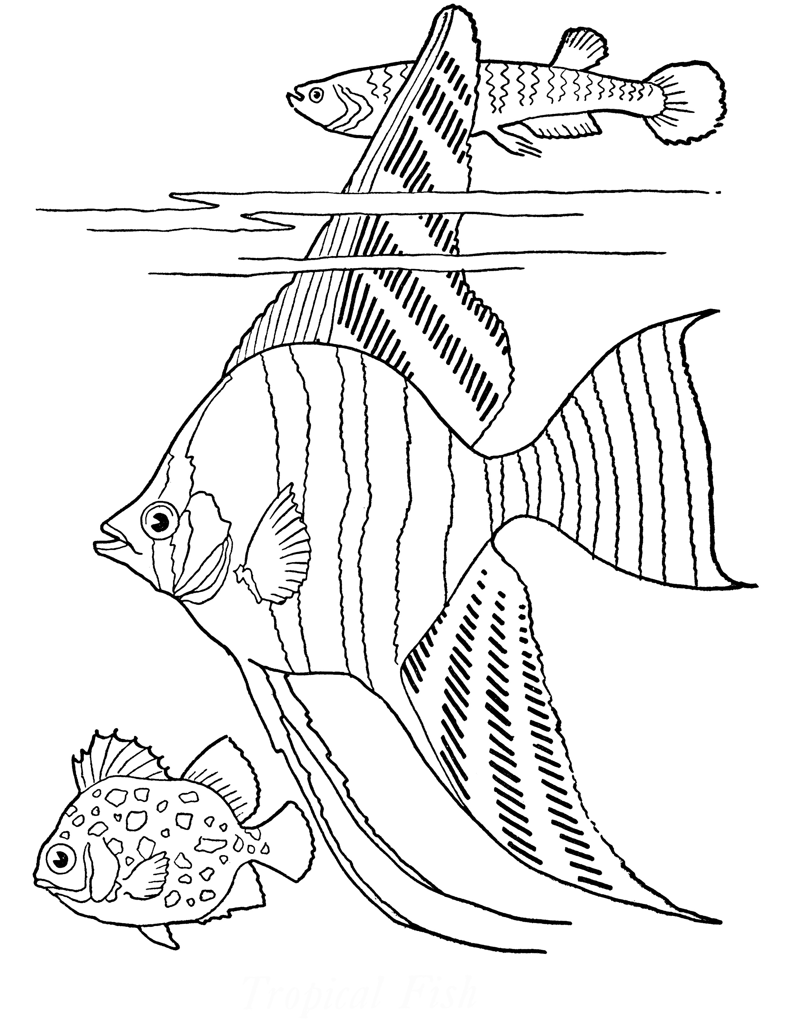 Free Printable Adult Coloring Page - Tropical Fish! - The Graphics Fairy - Free Printable Fish Coloring Pages