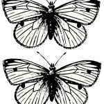 Free Printable Butterfly Colouring Pages | Education | Butterfly   Free Printable Butterfly Template