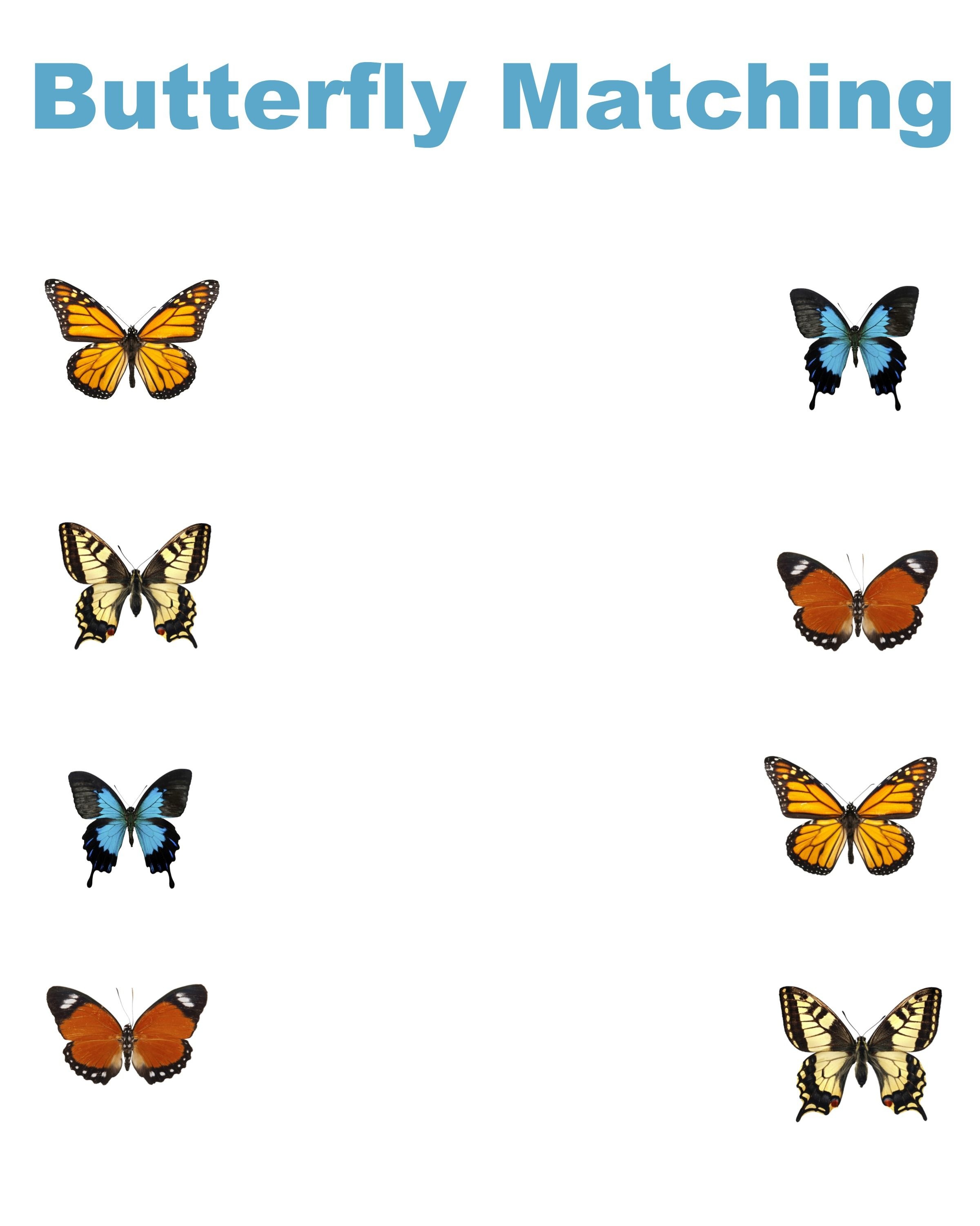 Free Printable Butterfly Matching Worksheet - Jenny At Dapperhouse - Free Printable Butterfly