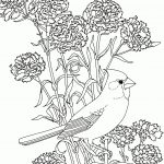 Free Printable Coloring Pageohio State Bird And Flower, Cardinal   Free Printable Pictures Of Cardinals