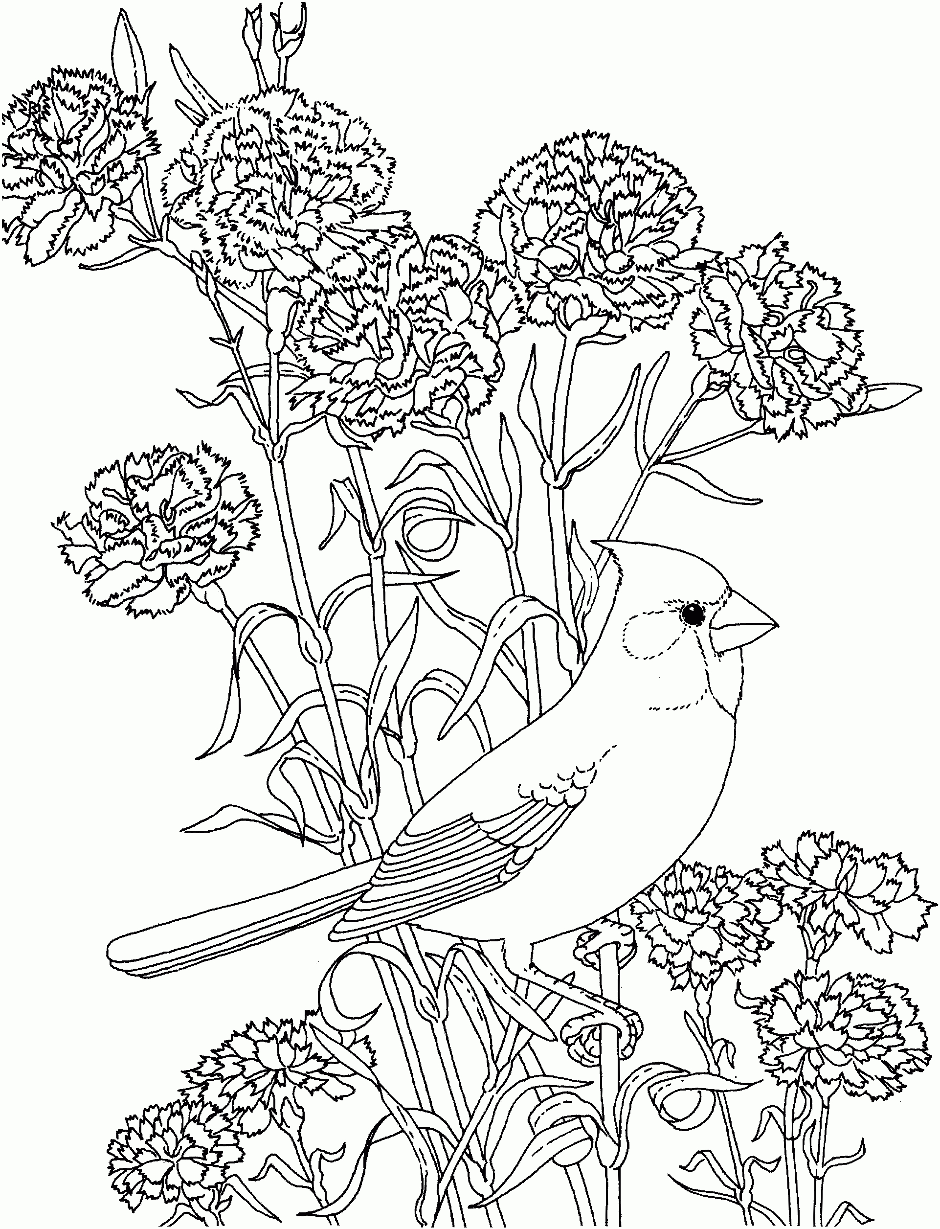 Free Printable Coloring Pageohio State Bird And Flower, Cardinal - Free Printable Pictures Of Cardinals