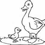 Free Printable Duck Coloring Pages For Kids   Free Duck Printables