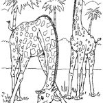 Free Printable Giraffe Coloring Pages For Kids | Coloring | Giraffe   Free Printable Wild Animal Coloring Pages