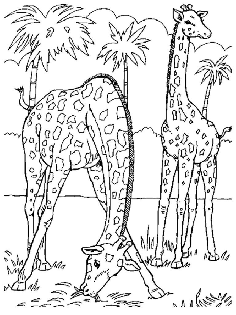 Free Printable Giraffe Coloring Pages For Kids | Coloring | Giraffe - Free Printable Wild Animal Coloring Pages