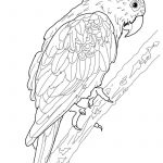 Free Printable Parrot Coloring Pages For Kids | Tekenen/doodle   Free Printable Parrot Coloring Pages
