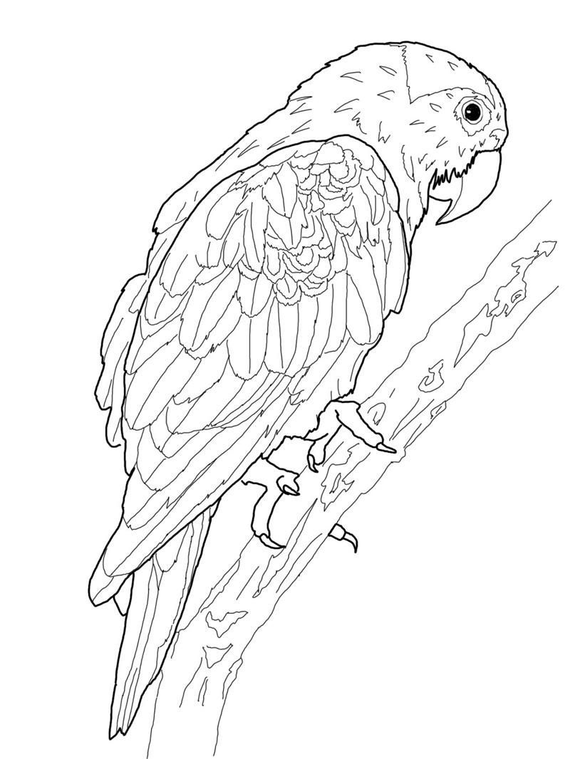 Free Printable Parrot Coloring Pages For Kids | Tekenen/doodle - Free Printable Parrot Coloring Pages