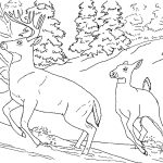 Free Realistic Animal Coloring Pages | Realistic Animal Coloring   Free Printable Realistic Animal Coloring Pages