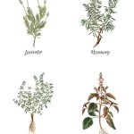 Free Set Of 6 Spring Herb Printables | Crafts | Diy Home Decor, Diy   Free Printable Pictures Of Herbs