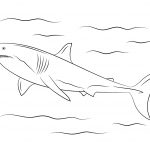 Great White Shark Coloring Page | Free Printable Coloring Pages   Free Printable Great White Shark Coloring Pages