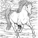 Horse Coloring Pages For Girls   Printable Kids Colouring Pages   Free Printable Realistic Horse Coloring Pages