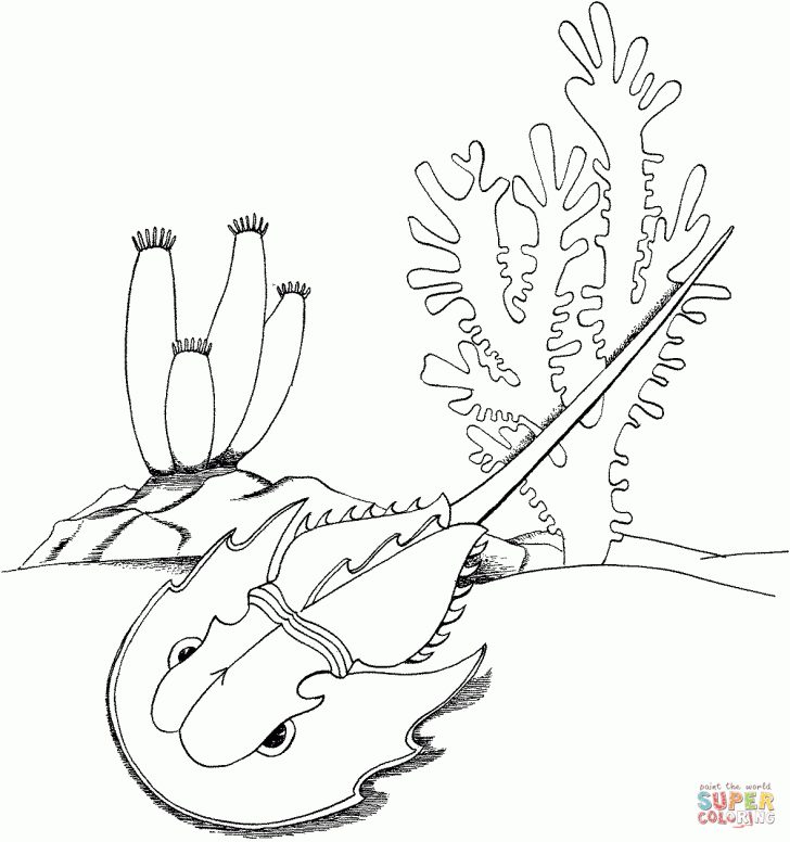 Free Printable Horseshoe Coloring Pages