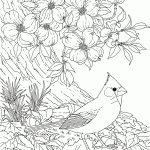 Image Detail For   Free Printable Coloring Pagenorth Carolina   Free Printable Pictures Of Cardinals