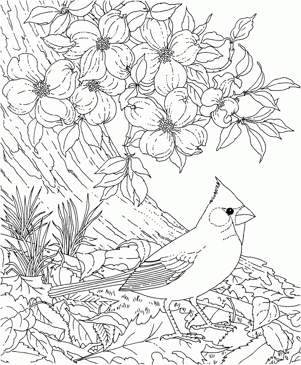 Image Detail For - Free Printable Coloring Pagenorth Carolina - Free Printable Pictures Of Cardinals
