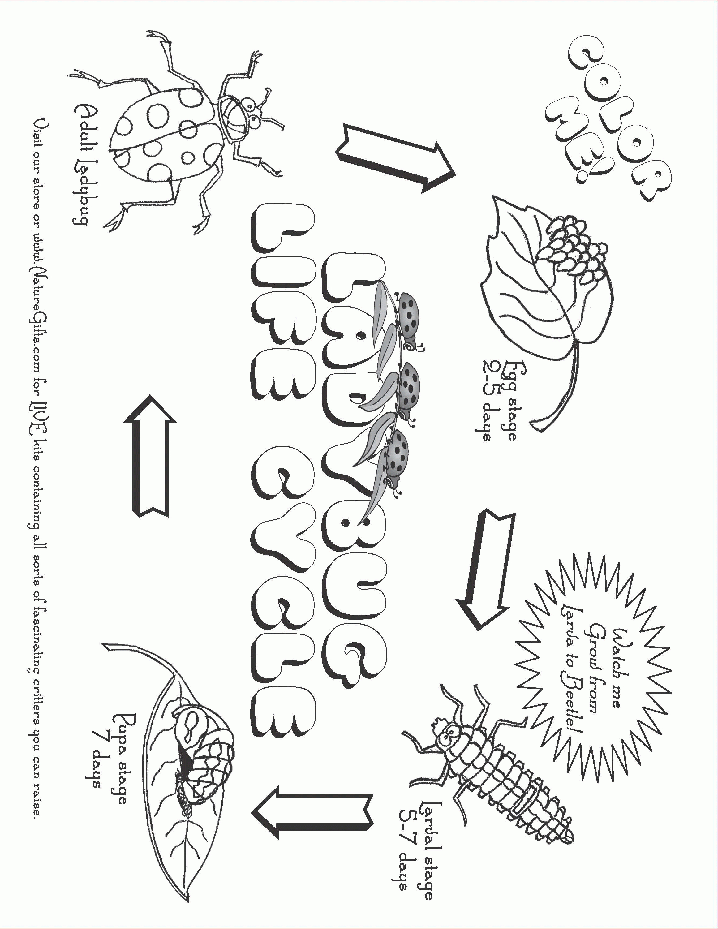 Life Cycle Of A Plant Coloring Page - Coloring Home - Free Plant Life Cycle Worksheet Printables