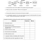 Mitosis Worksheet | Cells, Photosynthesis, Mitosis | Biology   Free Printable Biology Worksheets For High School
