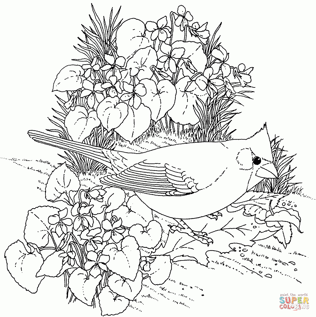 Northern Cardinal And Violet Illinois Bird And Flower Coloring Page - Free Printable Pictures Of Cardinals