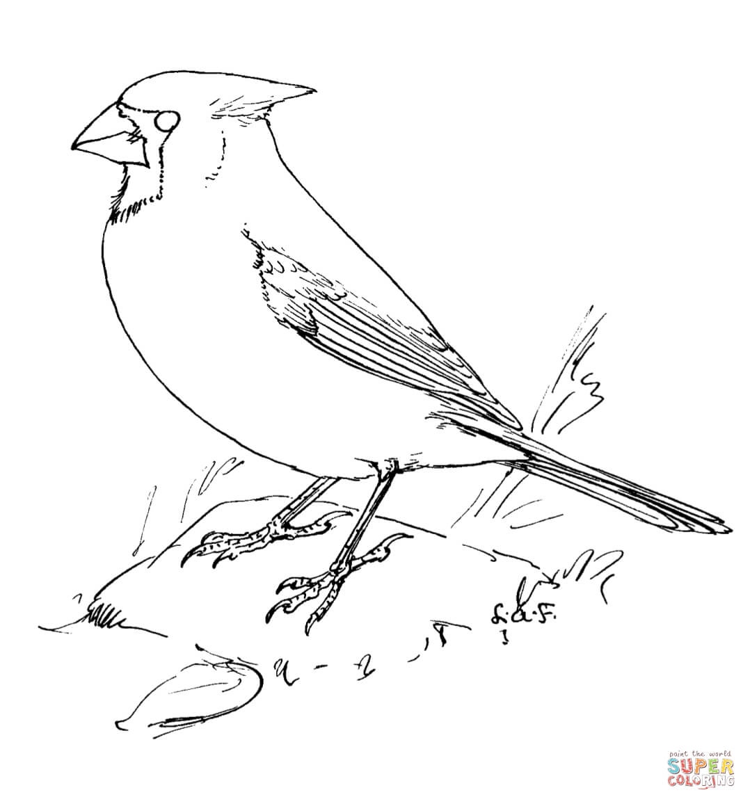 Printable Cardinal Coloring Page