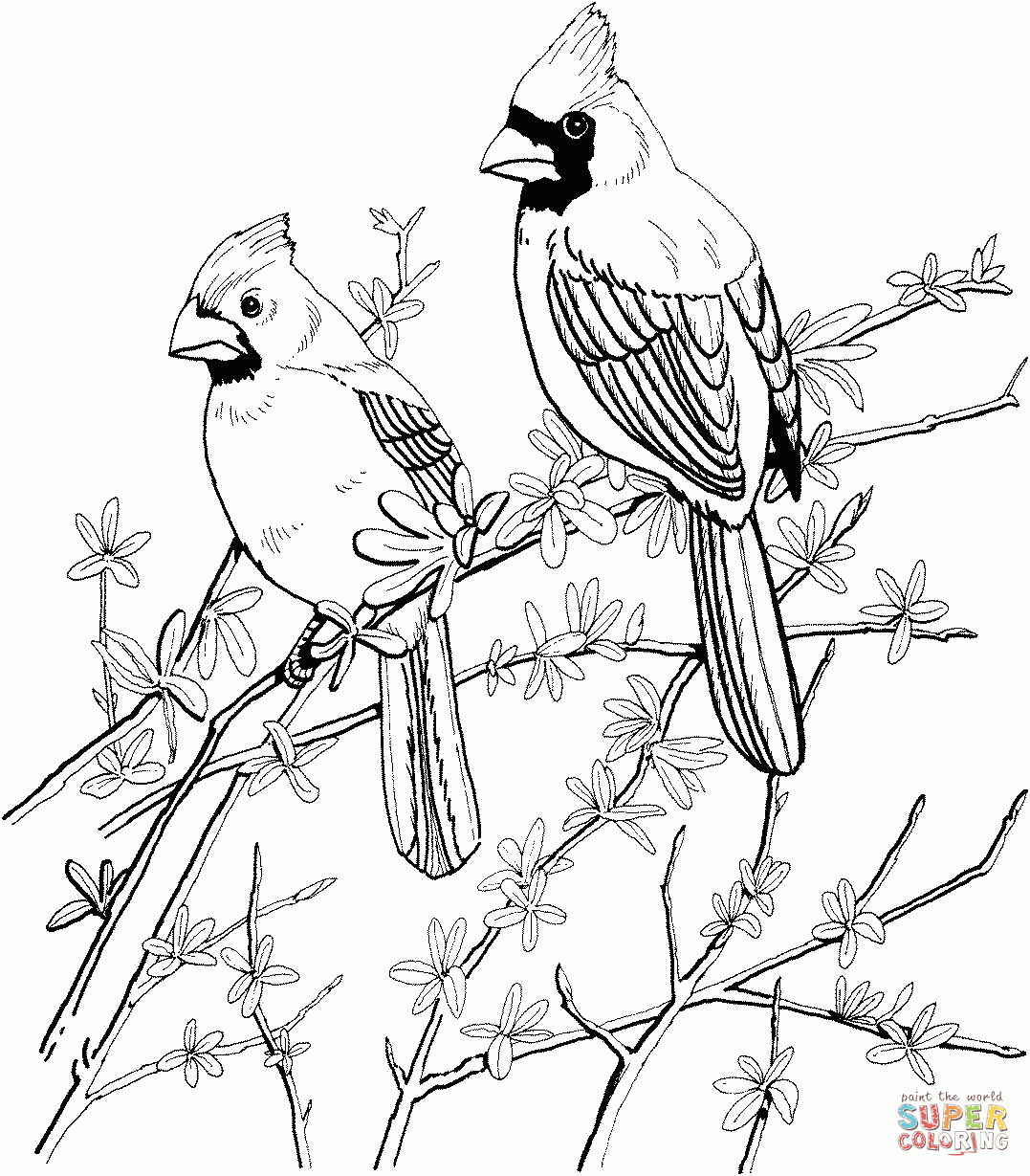 Northern Cardinal Coloring Pages | Supercoloring | Gourds | Bird - Free Printable Pictures Of Cardinals