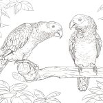 Parrots Coloring Pages | Free Coloring Pages   Free Printable Parrot Coloring Pages