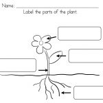 Parts Of A Plant Worksheet For First Grade Printable Worksheets   Free Plant Life Cycle Worksheet Printables