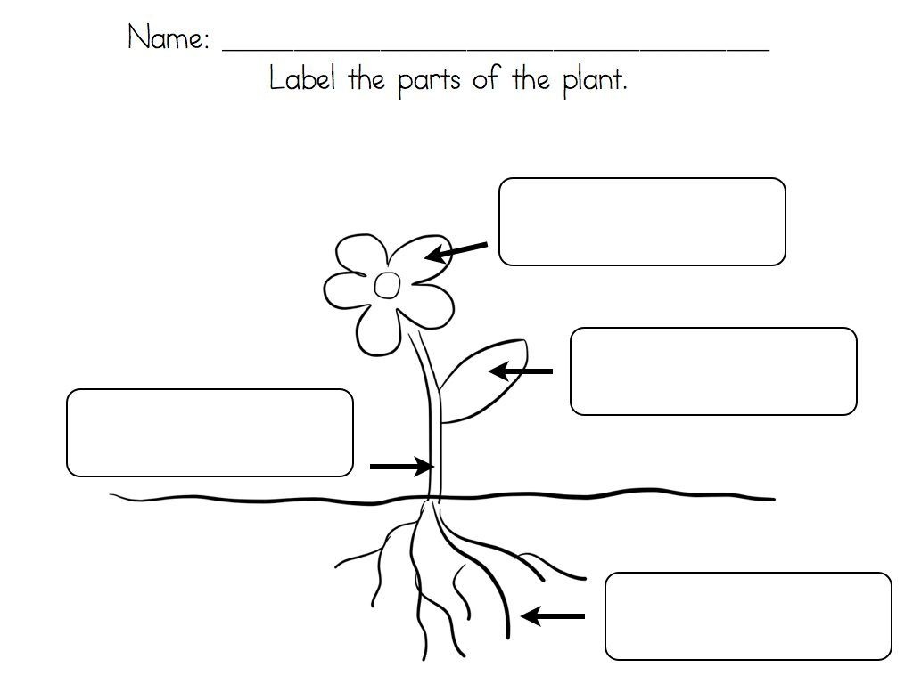 Parts Of A Plant Worksheet For First Grade Printable Worksheets - Free Plant Life Cycle Worksheet Printables