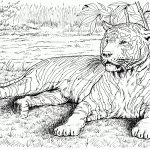 Pinjeff Koopman On Coloring Pages | Color, Animal Coloring Pages   Free Printable Realistic Animal Coloring Pages