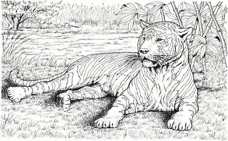 Free Printable Realistic Animal Coloring Pages