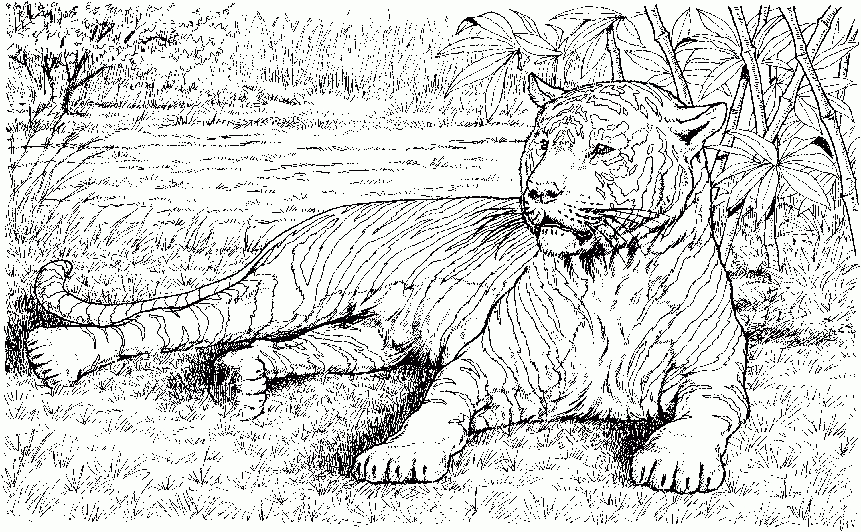 Pinjeff Koopman On Coloring Pages | Color, Animal Coloring Pages - Free Printable Realistic Animal Coloring Pages