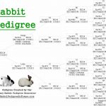 Rabbit Pedigree Created Using The Easy Rabbit Pedigree Generator   Free Printable Dog Pedigree Generator