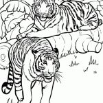Realistic And Detailed Coloring Page Of Tiger For Older Kids   Free Printable Realistic Animal Coloring Pages