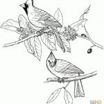 Red Cardinals Coloring Page | Supercoloring | Coloring Pages   Free Printable Pictures Of Cardinals