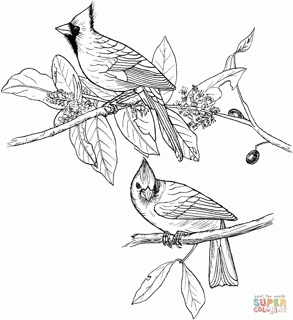 Red Cardinals Coloring Page | Supercoloring | Coloring Pages - Free Printable Pictures Of Cardinals