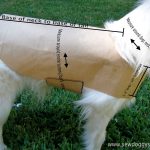 Sew Doggystyle: Diy Pet Coat Pattern   Free Printable Dog Coat Sewing Patterns
