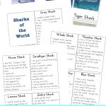 Shark Information For Kids   Free Shark Printables   Natural Beach   Free Shark Printables