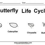 Worksheet : Butterfly Life Cycle One Free Printable Science   Free Plant Life Cycle Worksheet Printables