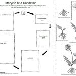 Worksheet : Life Cycle Of Plant Pdf Free Grade Diagram For Kids   Free Plant Life Cycle Worksheet Printables