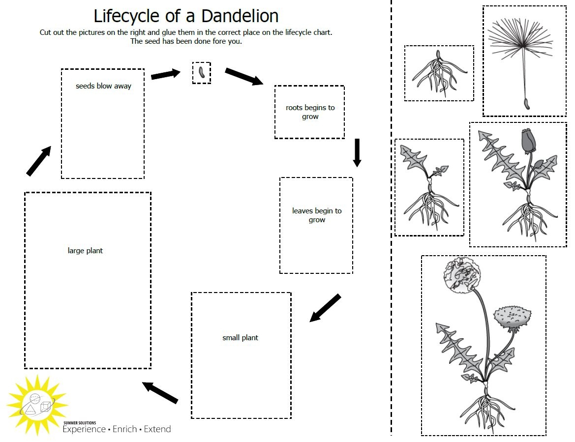 Worksheet : Life Cycle Of Plant Pdf Free Grade Diagram For Kids - Free Plant Life Cycle Worksheet Printables