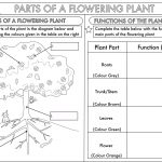 Year 3 Science: Parts Of A Plant Worksheetbeckystoke | Teaching   Free Plant Life Cycle Worksheet Printables