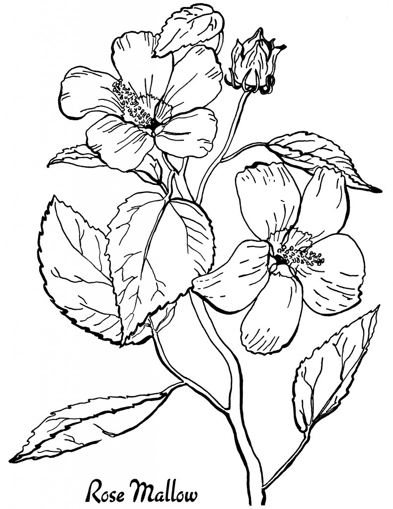 16 Flower Coloring Pages For Adults- All Unique! - The Graphics Fairy intended for Free Printable Flower Coloring Pages For Adults