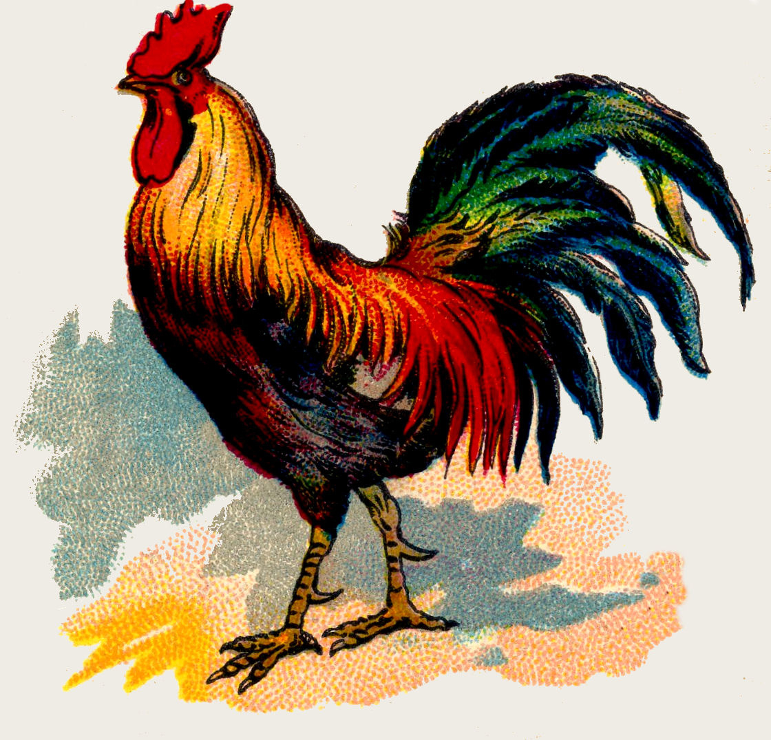 19 Rooster Images! - The Graphics Fairy regarding Free Printable Pictures Of Roosters