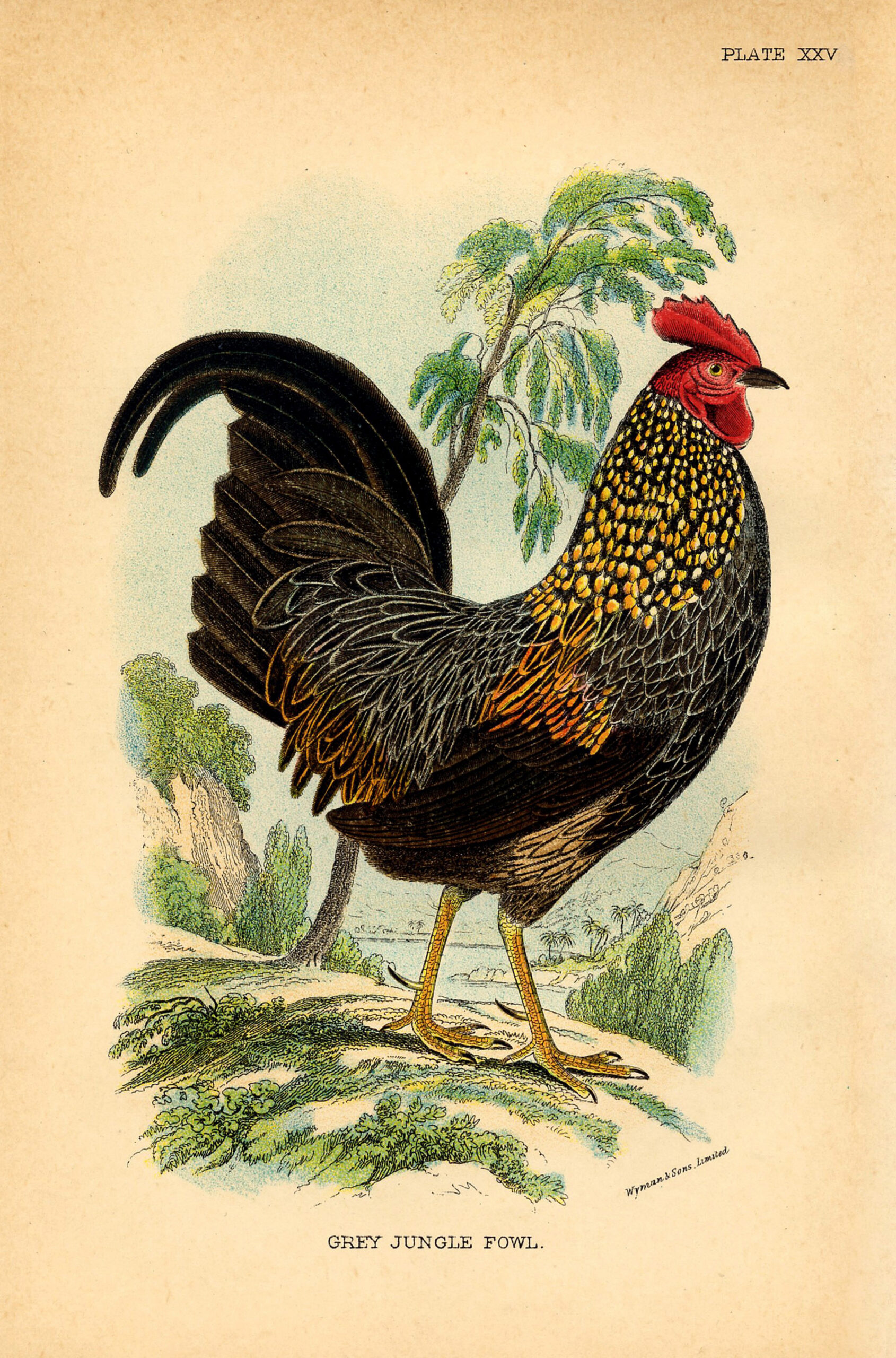 19 Rooster Images! - The Graphics Fairy throughout Free Printable Pictures Of Roosters
