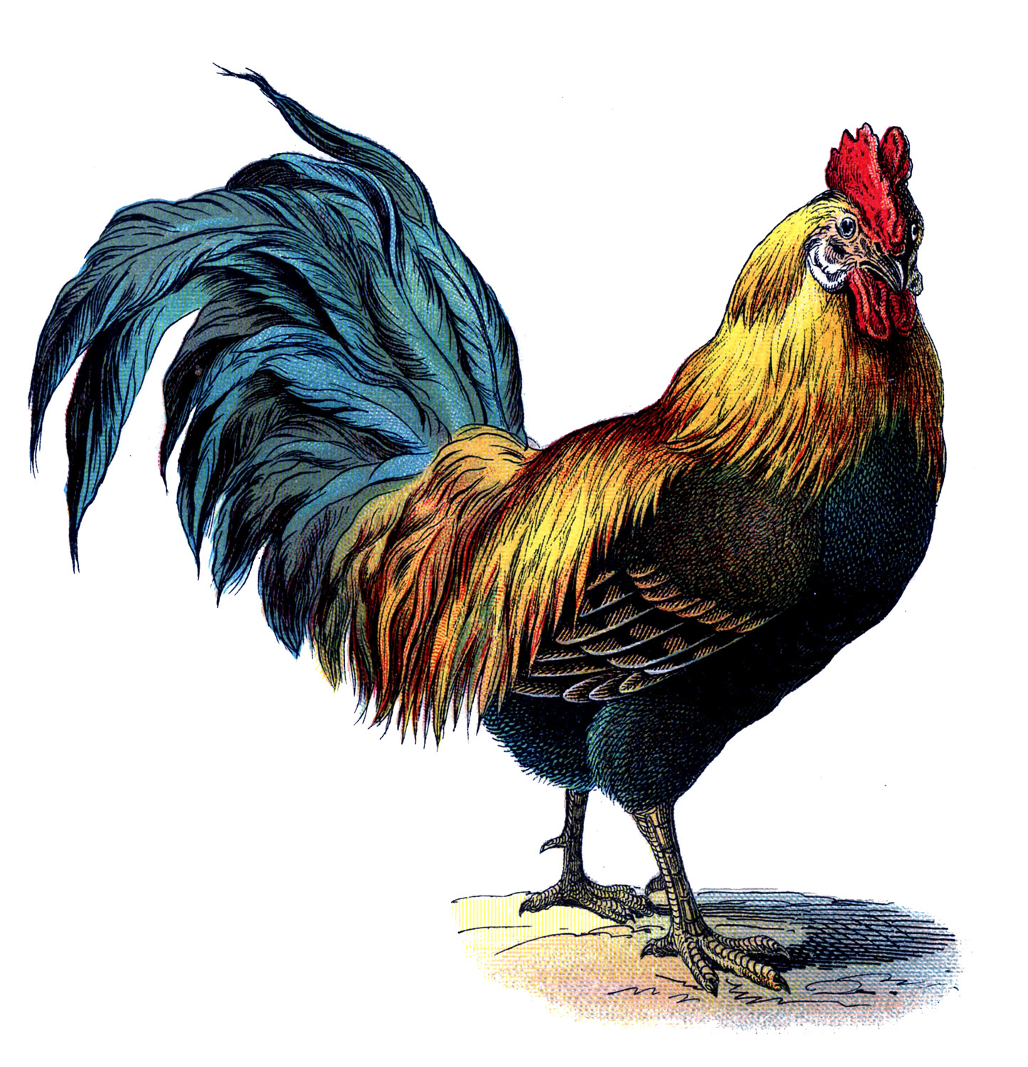19 Rooster Images! - The Graphics Fairy with regard to Free Printable Pictures Of Roosters
