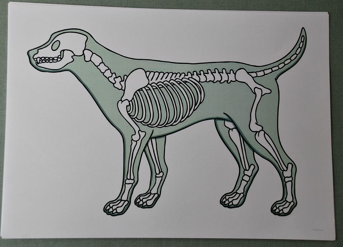 Animal Skeletons | Ofamily Learning Together inside Free Printable Animal X Rays