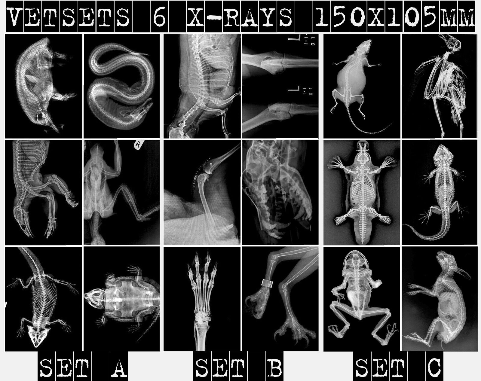 Animal X Ray | Tpt - Worksheets Library in Free Printable Animal X Rays