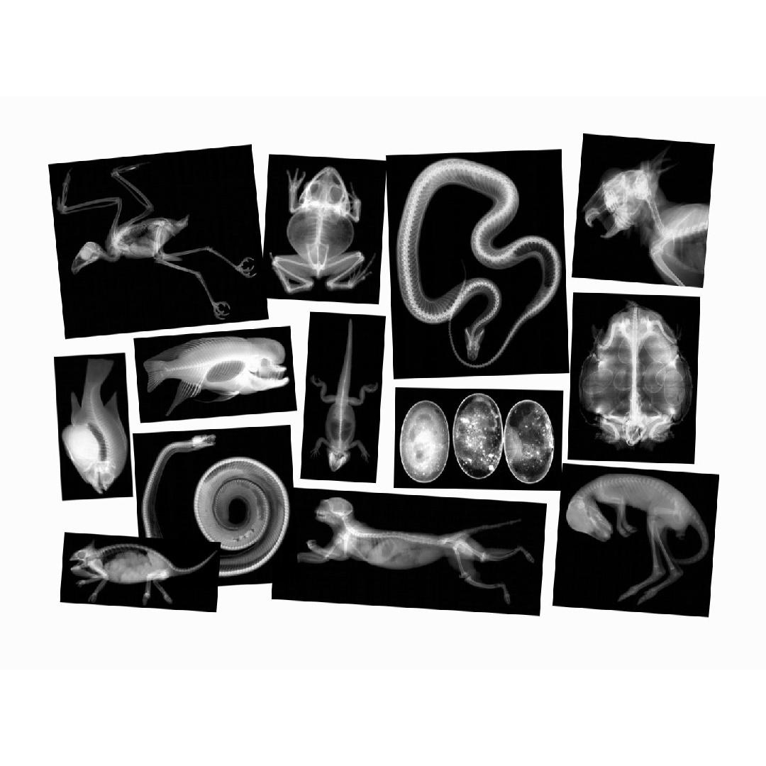 Animal X-Rays (13Pcs) - Step4 - Worksheets Library intended for Free Printable Animal X Rays
